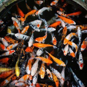 全自動魚池凈化系統